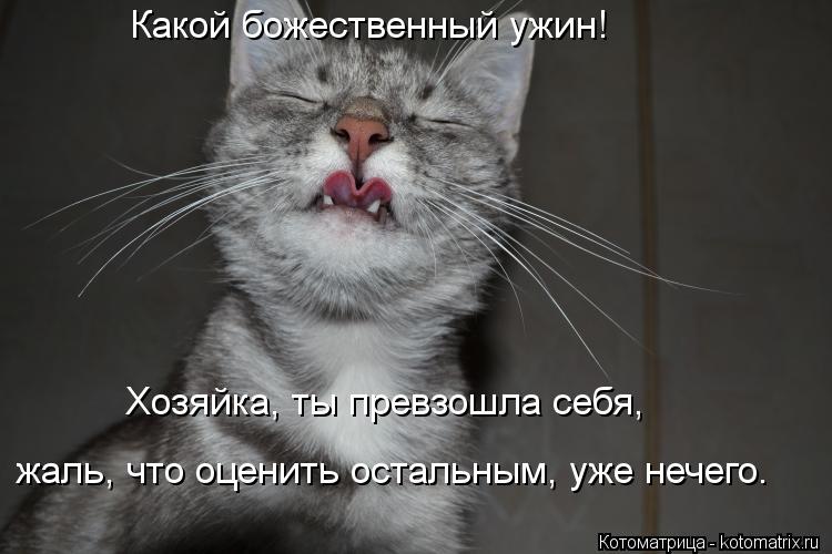 Какой божественный ужин! Хозяйка, ты превзошла себя, жаль, что оценить остальным, уже нечего.... Котоматрица: Какой божественный ужин! Хозяйка, ты превзошла себя, жаль, что оценить остальным, уже нечего.