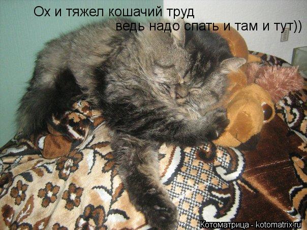 Ох и тяжел кошачий труд ведь надо спать и там и тут))... Котоматрица: Ох и тяжел кошачий труд ведь надо спать и там и тут))
