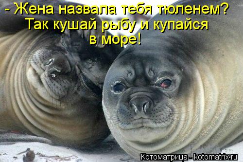 - Жена назвала тебя тюленем? Так кушай рыбу и купайся в море!... Котоматрица: - Жена назвала тебя тюленем? Так кушай рыбу и купайся в море!