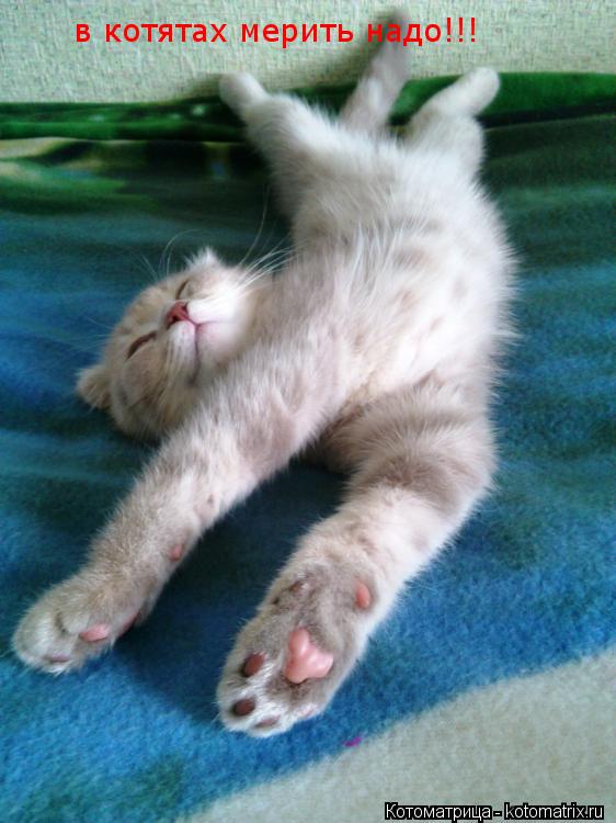 Котоматрица: в котятах мерить надо!!!