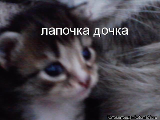 лапочка дочка... Котоматрица: лапочка дочка