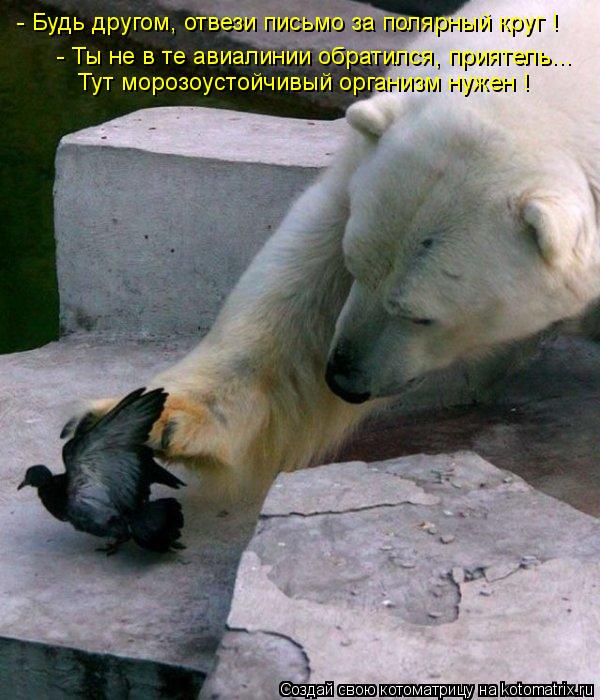 - Будь другом, отвези письмо за полярный круг ! - Ты не в те авиалинии обратился, приятель... Тут мор... Котоматрица: - Будь другом, отвези письмо за полярный круг ! - Ты не в те авиалинии обратился, приятель... Тут морозоустойчивый организм нужен !