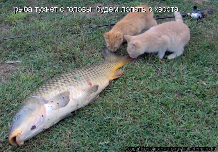рыба тухнет с головы будем лопать с хвоста... Котоматрица: рыба тухнет с головы будем лопать с хвоста