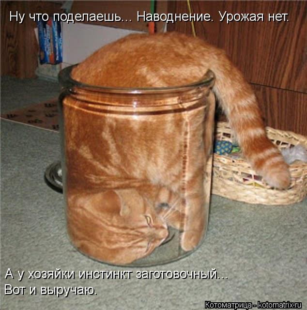 Котоматрица: А у хозяйки инстинкт заготовочный... Вот и выручаю. Ну что поделаешь... Наводнение. Урожая нет.