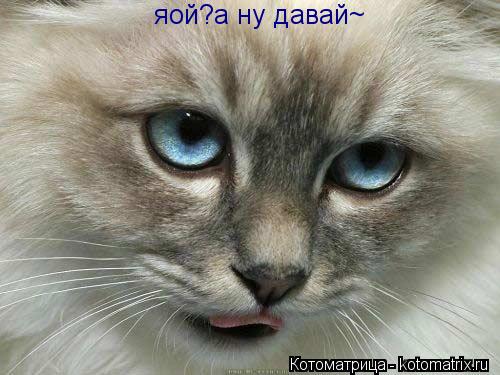 яой?а ну давай~... Котоматрица: яой?а ну давай~