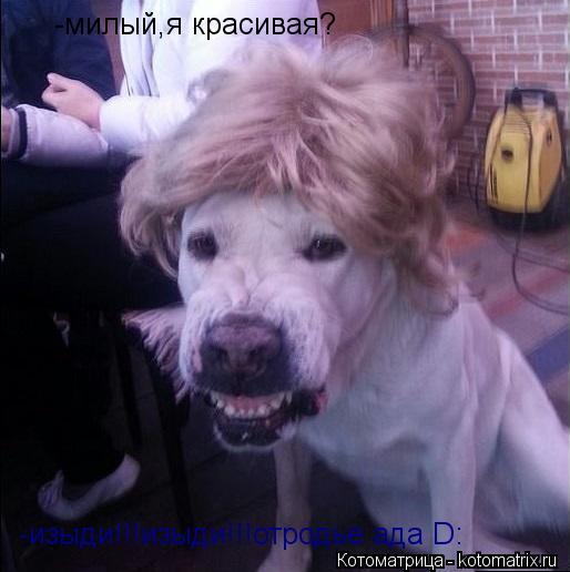 -милый,я красивая? -изыди!!!изыди!!!отродье ада D:... Котоматрица: -милый,я красивая? -изыди!!!изыди!!!отродье ада D: