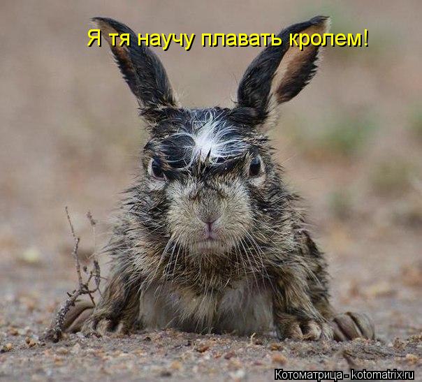 Котоматрица: Я тя научу плавать кролем!