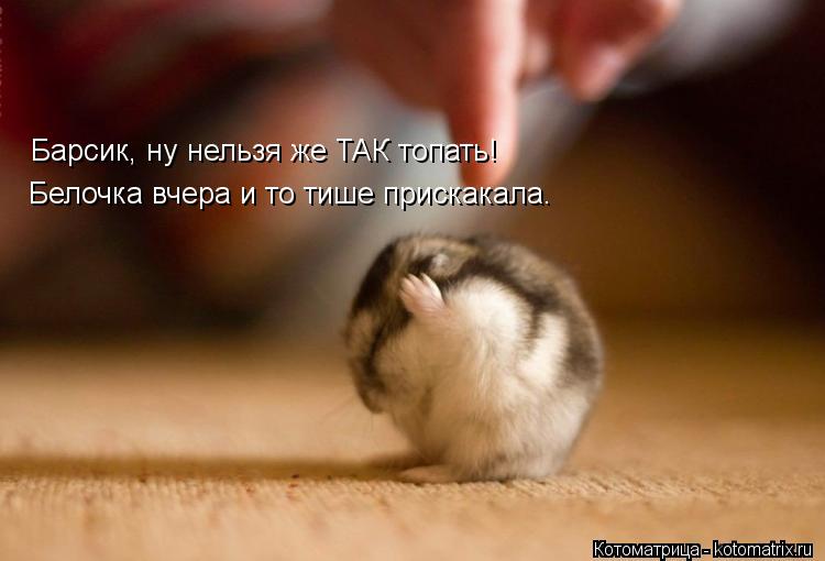 Котоматрица: Барсик, ну нельзя же ТАК топать! Белочка вчера и то тише прискакала.