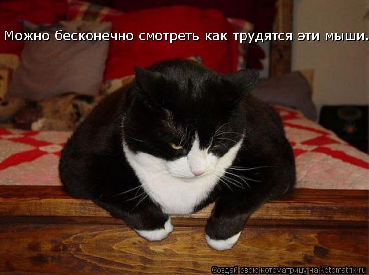 Котоматрица: Можно бесконечно смотреть как трудятся эти мыши...