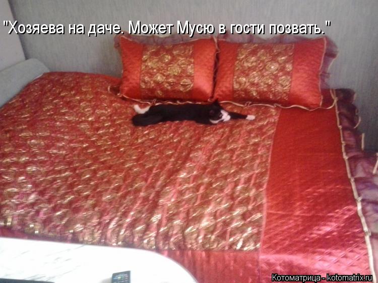 "Хозяева на даче. Может Мусю в гости позвать."... Котоматрица: "Хозяева на даче. Может Мусю в гости позвать."