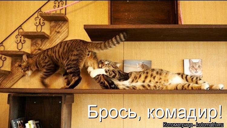 Брось, комадир!... Котоматрица: Брось, комадир!
