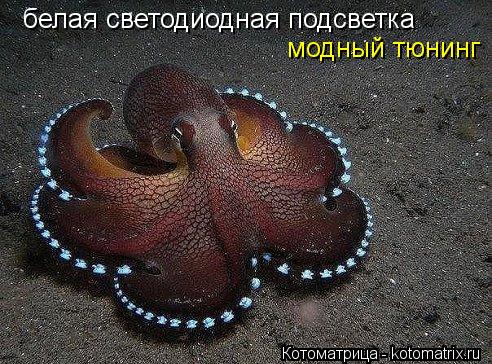 белая светодиодная подсветка модный тюнинг... Котоматрица: белая светодиодная подсветка модный тюнинг