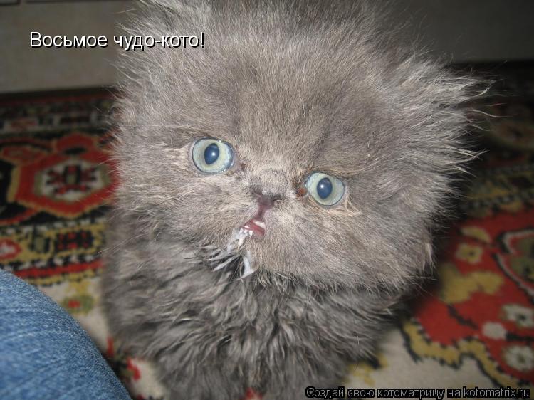 Восьмое чудо-кото!... Котоматрица: Восьмое чудо-кото!