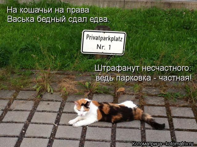 Котоматрица: На кошачьи на права Васька бедный сдал едва. Штрафанут несчастного: ведь парковка - частная!