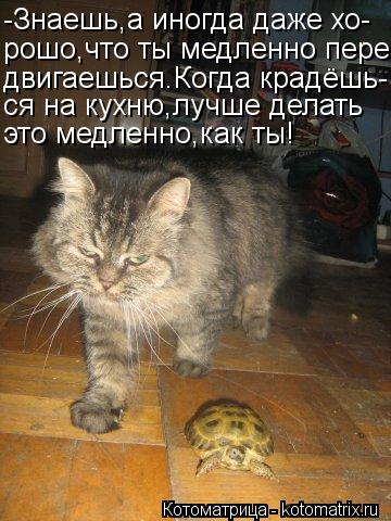 Котоматрица: -Знаешь,а иногда даже хо- рошо,что ты медленно пере- двигаешься.Когда крадёшь- ся на кухню,лучше делать это медленно,как ты!