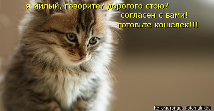 я милый, говорите? дорогого стою? согласен с вами! готовьте кошелек!!!... Котоматрица: я милый, говорите? дорогого стою? согласен с вами! готовьте кошелек!!!