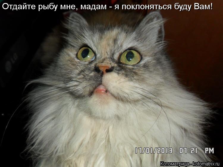 Отдайте рыбу мне, мадам - я поклоняться буду Вам!... Котоматрица: Отдайте рыбу мне, мадам - я поклоняться буду Вам!