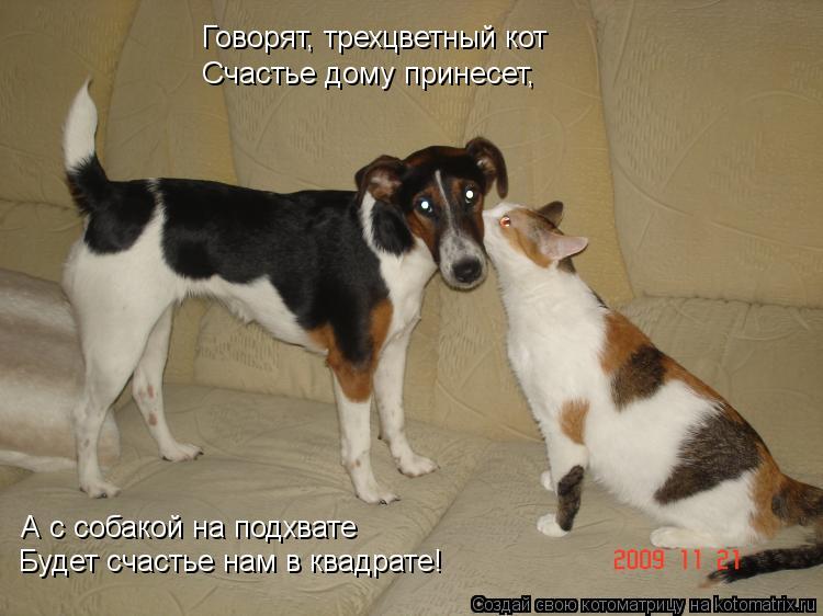 Говорят, трехцветный кот Счастье дому принесет, А с собакой на подхвате Будет счастье нам в квадрате!... Котоматрица: Говорят, трехцветный кот Счастье дому принесет, А с собакой на подхвате Будет счастье нам в квадрате!
