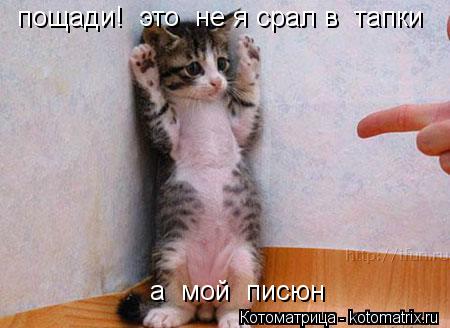 пощади! это не я срал в тапки а мой писюн... Котоматрица: пощади! это не я срал в тапки а мой писюн