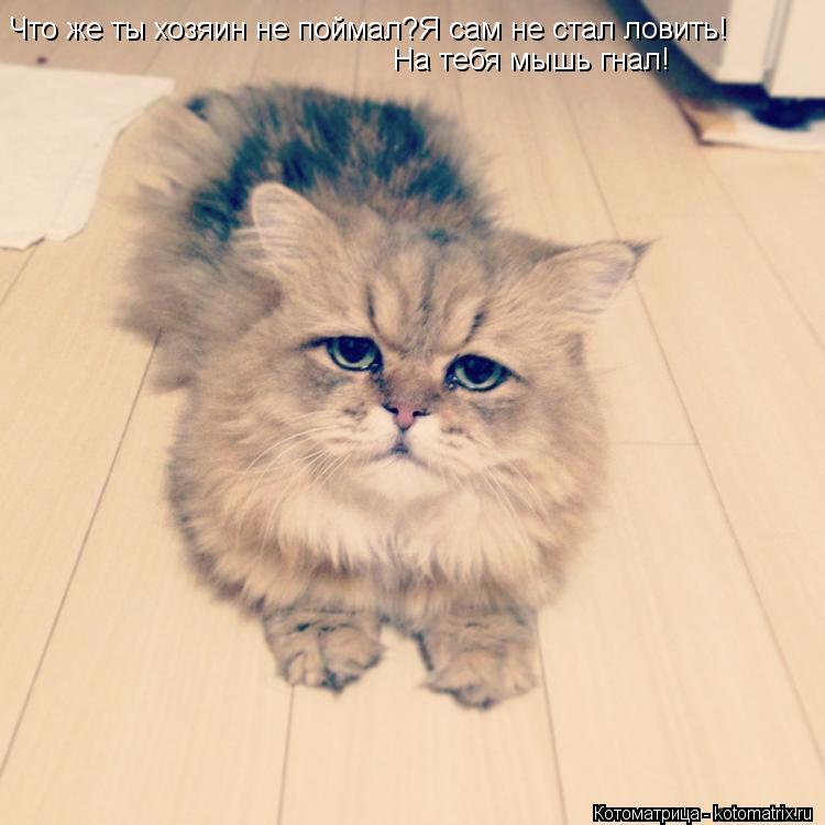 Котоматрица: Что же ты хозяин не поймал?Я сам не стал ловить! На тебя мышь гнал!