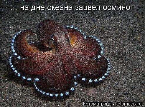 ... на дне океана зацвел осминог... Котоматрица: ... на дне океана зацвел осминог
