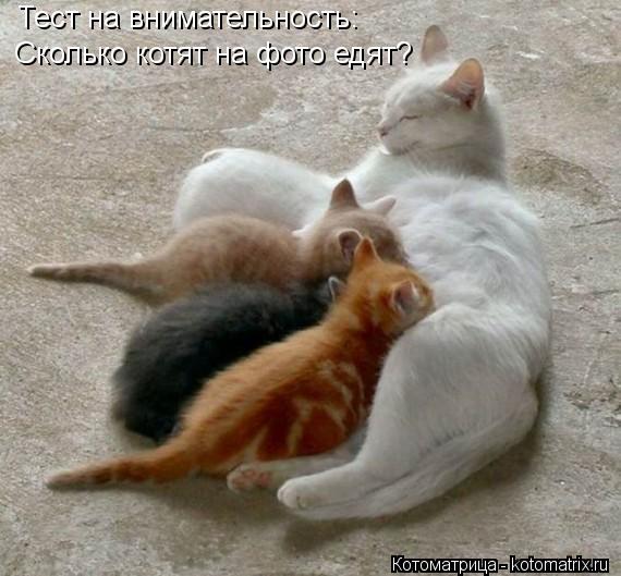 Тест на внимательность: Сколько котят на фото едят?... Котоматрица: Тест на внимательность: Сколько котят на фото едят?