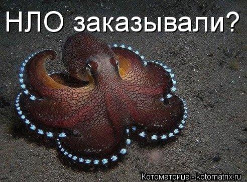 НЛО заказывали?... Котоматрица: НЛО заказывали?