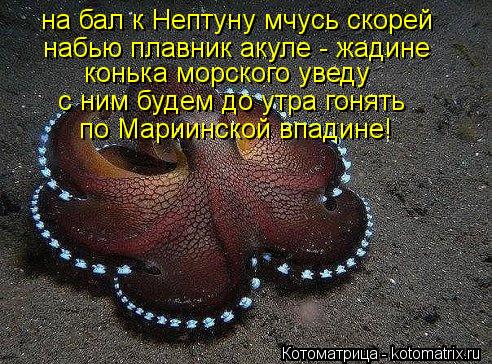 Котоматрица: на бал к Нептуну мчусь скорей набью плавник акуле - жадине конька морского уведу с ним будем до утра гонять по Мариинской впадине!