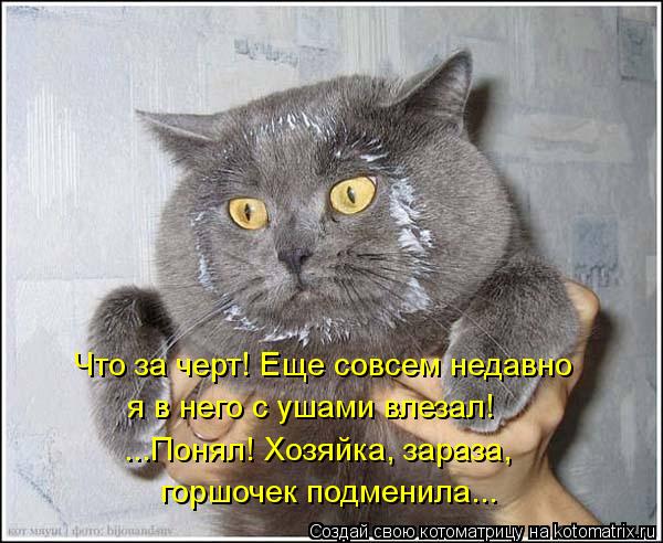 Котоматрица: Что за черт! Еще совсем недавно  я в него с ушами влезал!  горшочек подменила... ...Понял! Хозяйка, зараза,