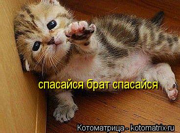 спасайся брат спасайся... Котоматрица: спасайся брат спасайся