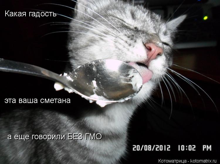 Какая гадость эта ваша сметана а еще говорили БЕЗ ГМО... Котоматрица: Какая гадость эта ваша сметана а еще говорили БЕЗ ГМО