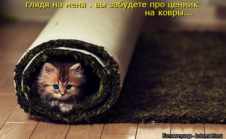 Котоматрица: глядя на меня . вы забудете про ценник  на ковры...
