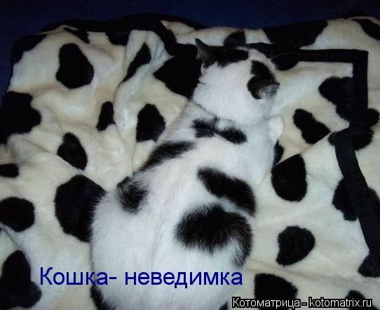 Кошка- неведимка... Котоматрица: Кошка- неведимка