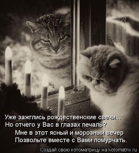 Уже зажглись рождественские свечи... Но отчего у Вас в глазах печаль? Мне в этот ясный и морозный веч... Котоматрица: Уже зажглись рождественские свечи... Но отчего у Вас в глазах печаль? Мне в этот ясный и морозный вечер Позвольте вместе с Вами помурчать.