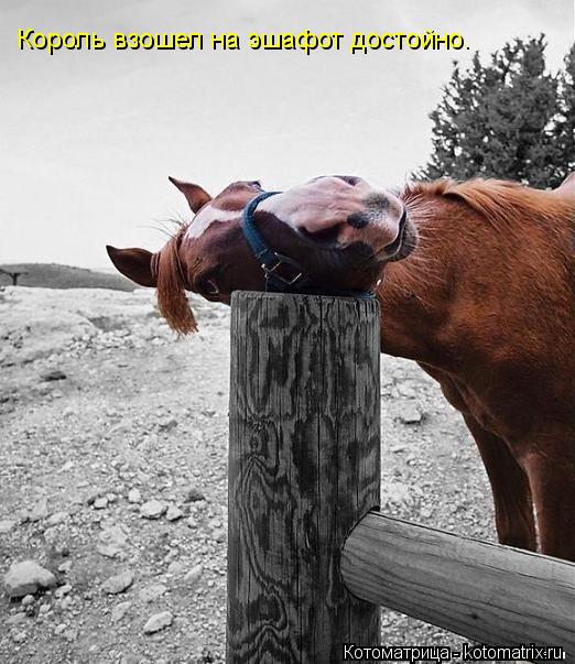 Котоматрица: Король взошел на эшафот достойно.