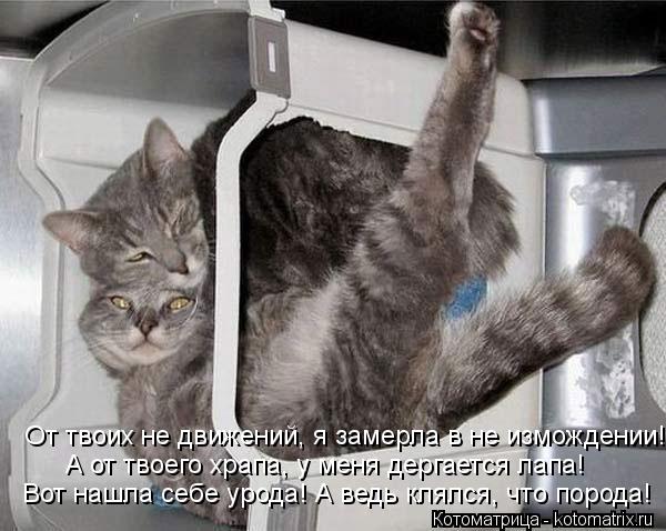 Котоматрица: От твоих не движений, я замерла в не измождении! А от твоего храпа, у меня дергается лапа! Вот нашла себе урода! А ведь клялся, что порода!