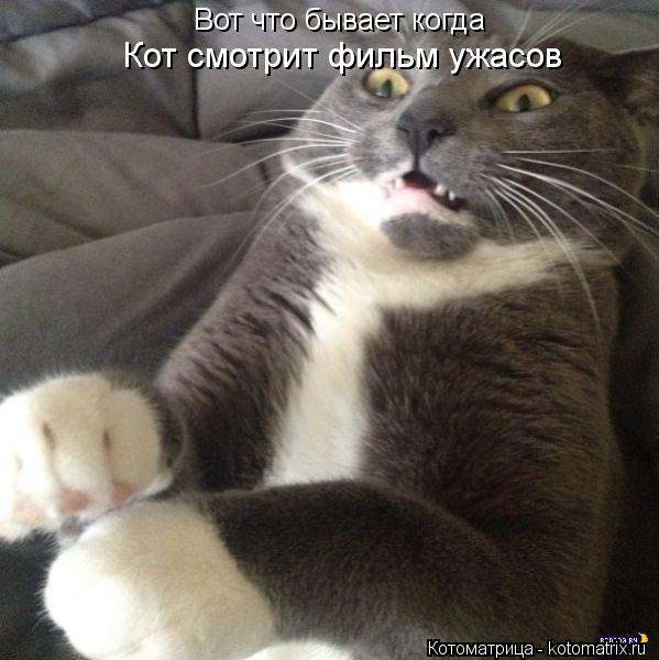 Котоматрица: Вот что бывает когда Кот смотрит фильм ужасов