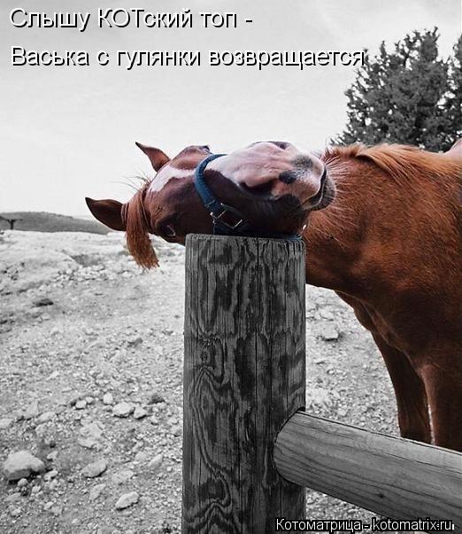 Слышу КОТский топ - Васька с гулянки возвращается... Котоматрица: Слышу КОТский топ - Васька с гулянки возвращается