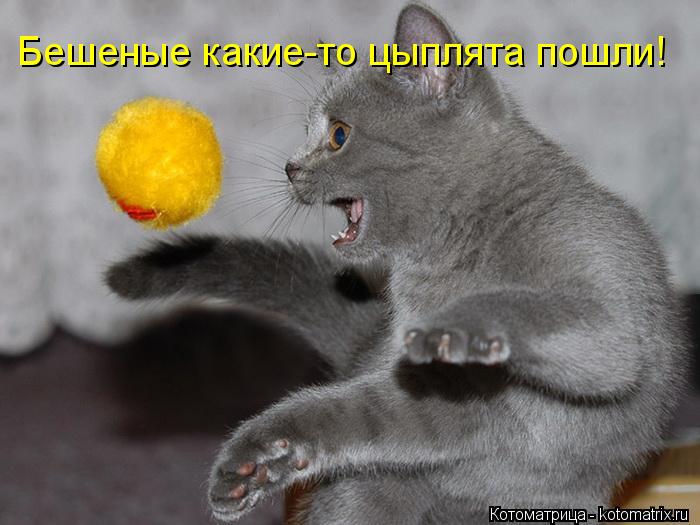 Бешеные какие-то цыплята пошли!... Котоматрица: Бешеные какие-то цыплята пошли!