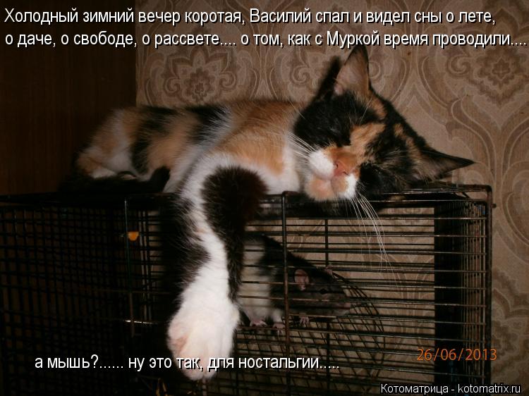 Холодный зимний вечер коротая, Василий спал и видел сны о лете, о даче, о свободе, о рассвете.... о т... Котоматрица: Холодный зимний вечер коротая, Василий спал и видел сны о лете, о даче, о свободе, о рассвете.... о том, как с Муркой время проводили.... а мышь?....