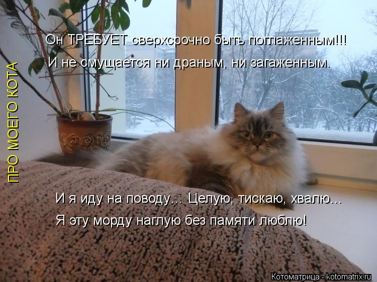 Он ТРЕБУЕТ сверхсрочно быть поглаженным!!! И не смущается ни драным, ни загаженным. ПРО МОЕГО КОТА И ... Котоматрица: Он ТРЕБУЕТ сверхсрочно быть поглаженным!!! И не смущается ни драным, ни загаженным. ПРО МОЕГО КОТА И я иду на поводу… Целую, тискаю, хвалю… Я