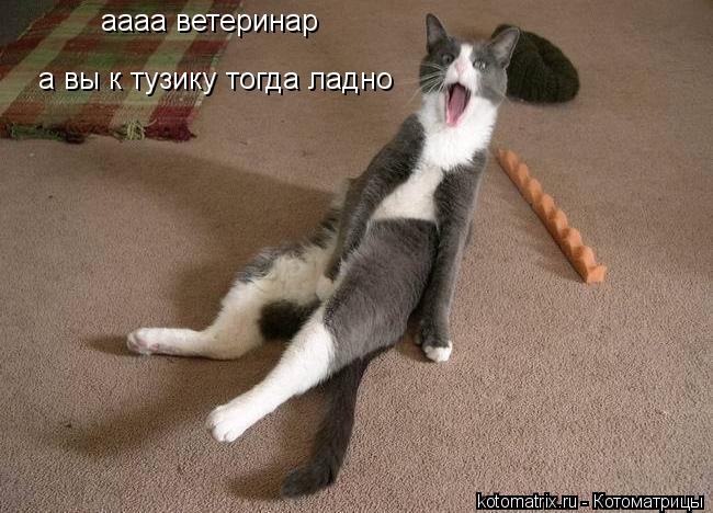 Котоматрица: аааа ветеринар а вы к тузику тогда ладно