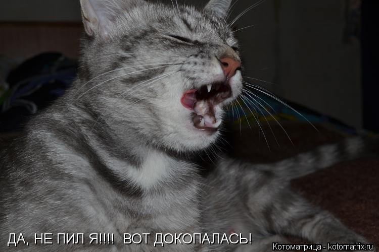ДА, НЕ ПИЛ Я!!!! ВОТ ДОКОПАЛАСЬ!... Котоматрица: ДА, НЕ ПИЛ Я!!!! ВОТ ДОКОПАЛАСЬ!