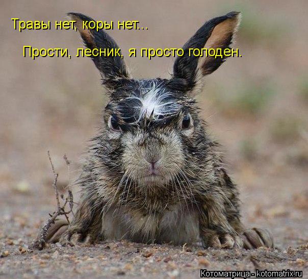 Травы нет, коры нет... Прости, лесник, я просто голоден.... Котоматрица: Травы нет, коры нет... Прости, лесник, я просто голоден.