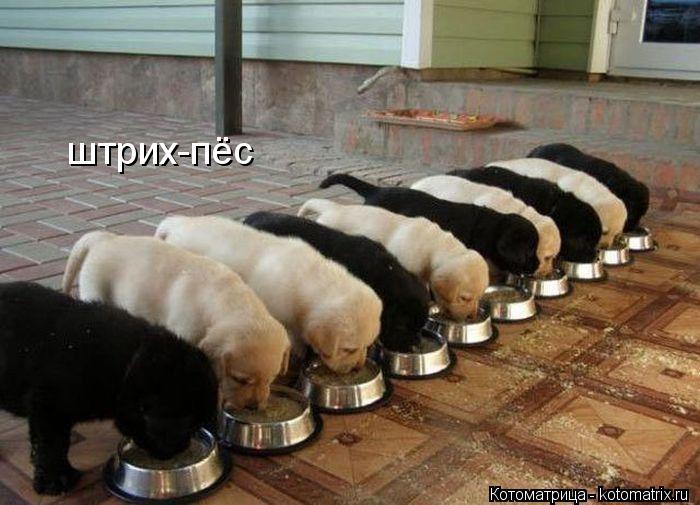 штрих-пёс... Котоматрица: штрих-пёс
