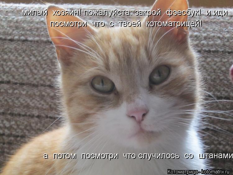 милый хозяин! пожалуйста: закрой фэесбук! и иди посмотри что с твоей котоматрицей! а потом ... Котоматрица: милый хозяин! пожалуйста: закрой фэесбук! и иди посмотри что с твоей котоматрицей! а потом посмотри что случилось со штанами!