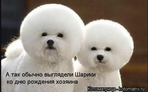 Котоматрица: ко дню рождения хозяина А так обычно выглядели Шарики