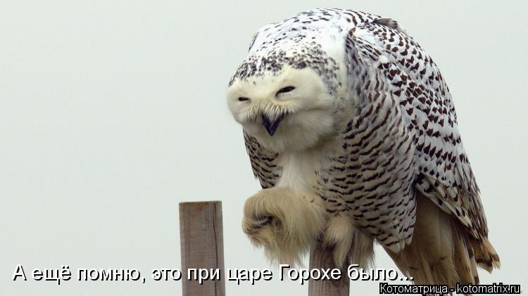 А ещё помню, это при царе Горохе было...... Котоматрица: А ещё помню, это при царе Горохе было...