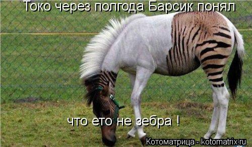 что ето не зебра ! Токо через полгода Барсик понял... Котоматрица: что ето не зебра ! Токо через полгода Барсик понял