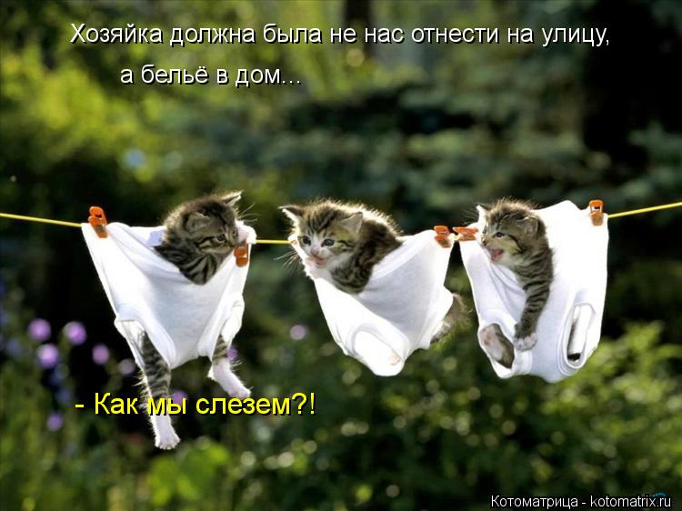 Хозяйка должна была не нас отнести на улицу, а бельё в дом... - Как мы слезем?!... Котоматрица: Хозяйка должна была не нас отнести на улицу, а бельё в дом... - Как мы слезем?!